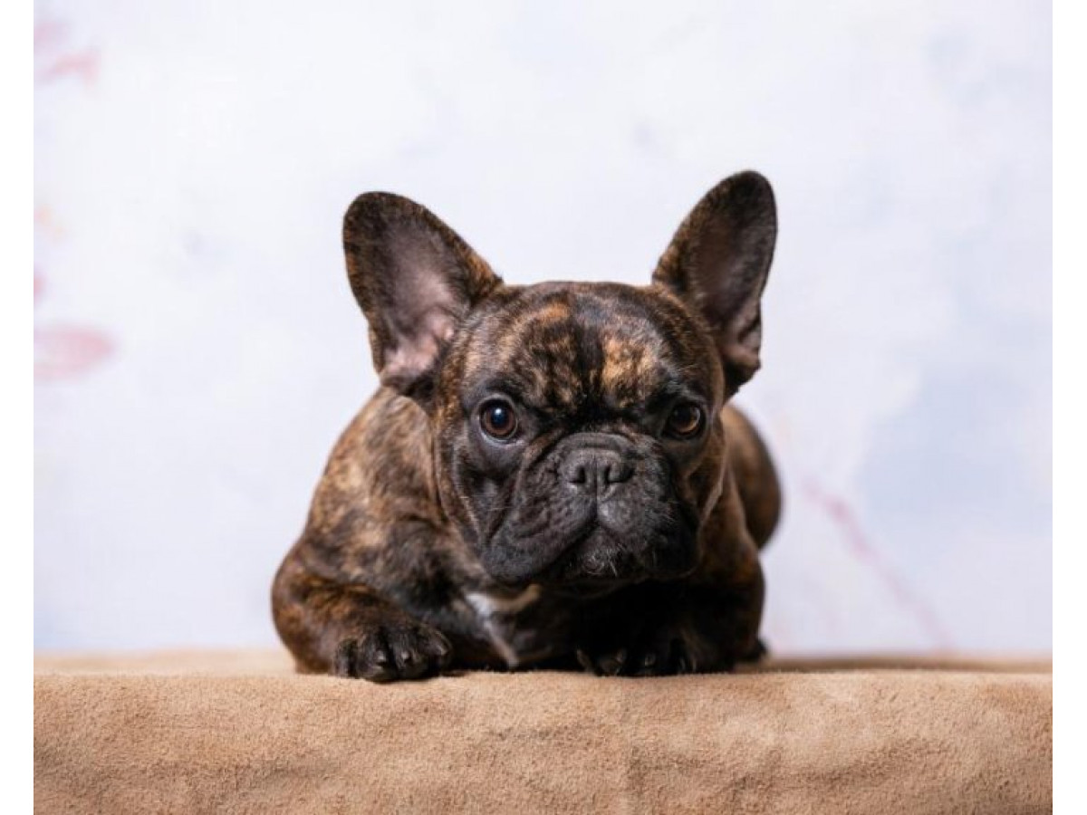 Unveiling the Charms of the Brindle French Bulldog: A Guide to Their Unique Personality and Appearance